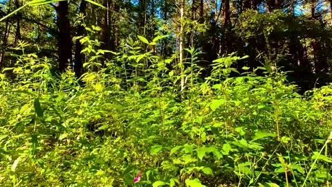 Forest Soil with Grass Stock Footage 220445169