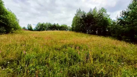 Forest Soil with Grass Video stock 220617880