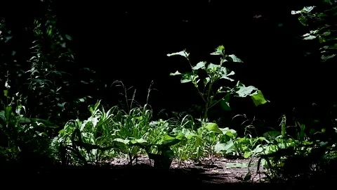 Forest Soil with Grass Stock Footage 221349907