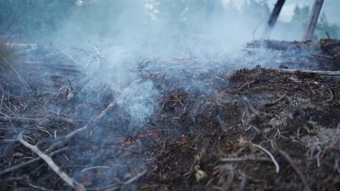 Forest soil smoldering after the fire, close up, dolly in Stock Footage 119807073