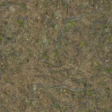 Forest soil with texture underfoot of small stones and protruding roots.Texture Stock Photos