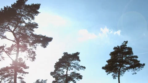 Forest Solarflare Stock Footage 78880929