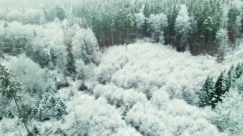 Forest somewhere in Bavaria Stock Footage