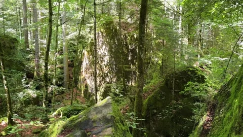 Forest somewhere in switzerland, panoramic view of the trail and gravel road in  Stock Footage 314582489