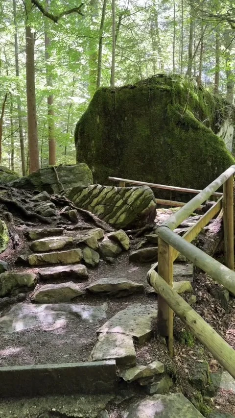 Forest somewhere in switzerland, panoramic view of the trail and gravel road in  Stock Footage 319128857