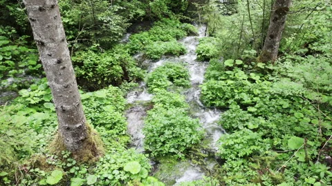 Forest source Stock Footage 136857700