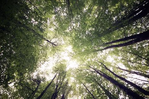 Forest in Spain. Fotos de archivo