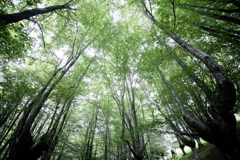 Forest in Spain. Fotos de archivo