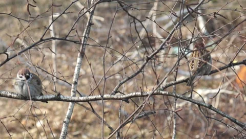 Forest, sparrows 動画素材 36625092