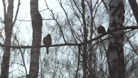 Forest, sparrows Video stock 36685430