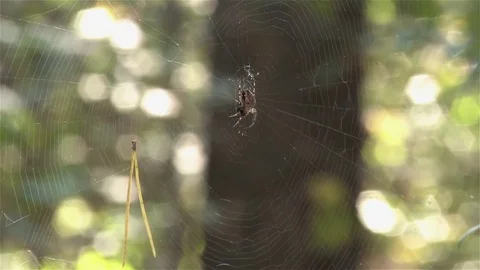 Forest spider 2 Stock Footage 80344802