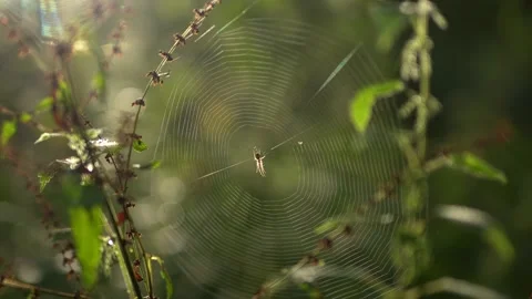 A forest spider and web in beautiful morning light Vídeo Stock 256655389