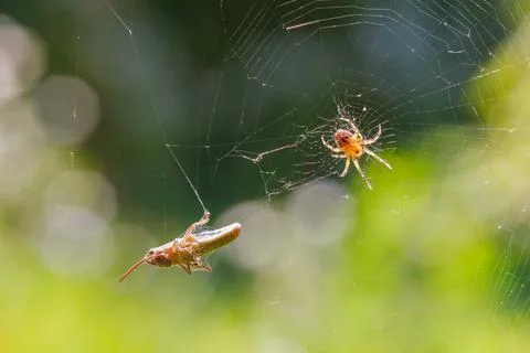 A forest spider caught a locust grasshopper in its webs against a blurred lig Stock Photos
