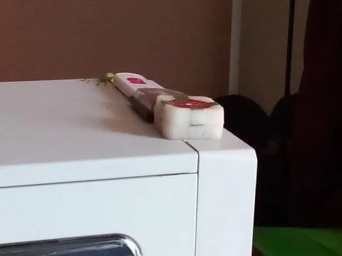 Forest spider on computer Stock Photos