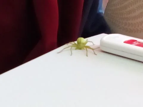 Forest spider on computer Foto stock