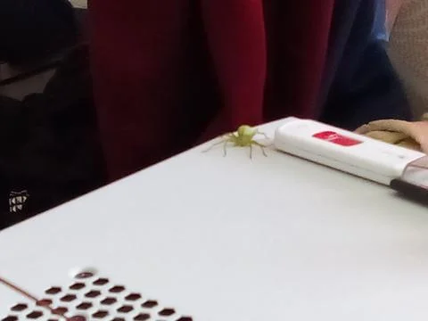 Forest spider on computer Stock Photos