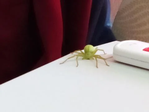 Forest spider on computer Stock Photos