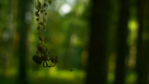 Forest spider crawls on the web Video stock 80456355