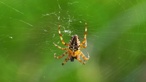Forest spider eats its prey. Stock Footage 114744006