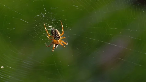 Forest spider eats its prey. Stock Footage 115319800