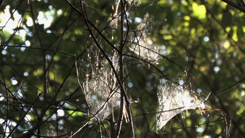 Forest spider Video stock 80345305