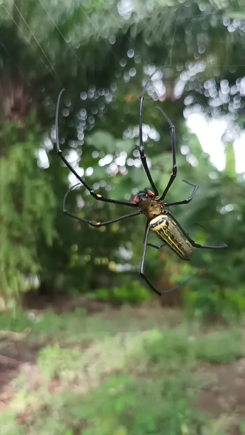 Forest spider Stock Footage 231536881