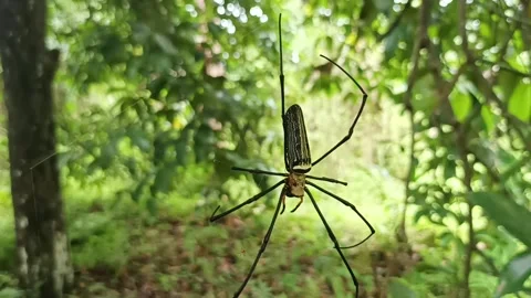 Forest spider Video stock 234712545