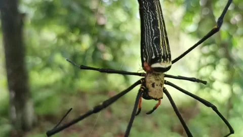 Forest spider Stock Footage 234712656