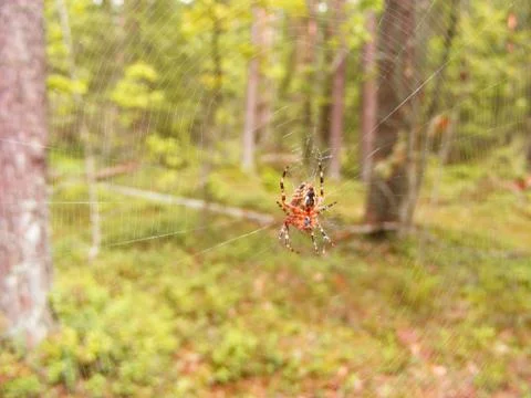 Forest spider on her web waiting for a fly. Stock Photos