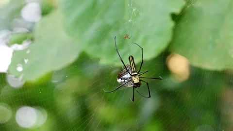 A forest spider is hunting a butterfly. Stockbeeldmateriaal 343293208
