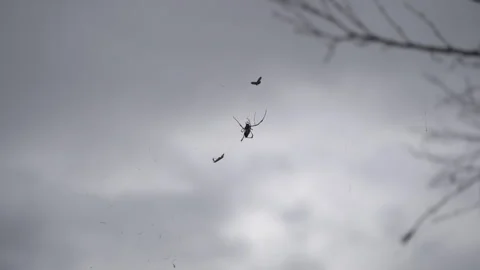 Forest Spider Hunting Prey on Web in Indonesian Rainforest 스톡 동영상 327514567