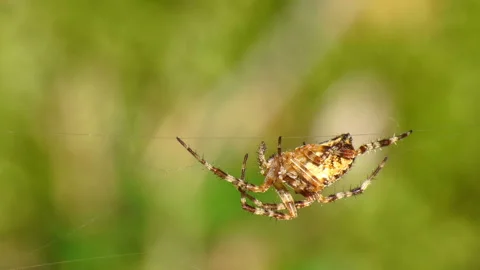Forest spider in its web. Vídeos de archivo 114743908