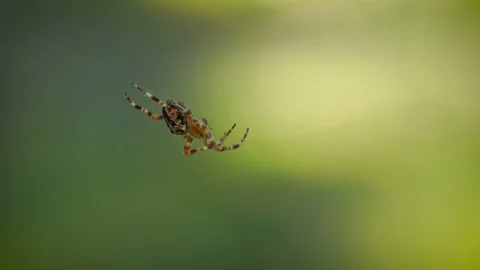  Forest spider in its web. Vídeos de archivo 115421088