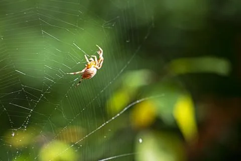 A forest spider on its web in the woods during the day Stock Photos