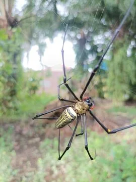 Forest spider Stock Photos