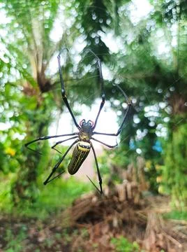 Forest spider Stock Photos