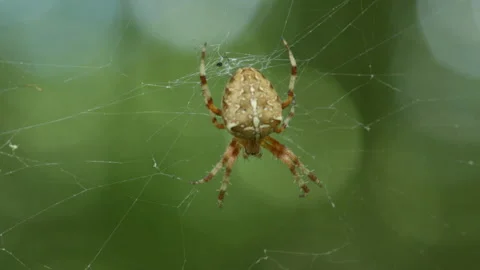 Forest spider sits on a web, macro 動画素材 153037438