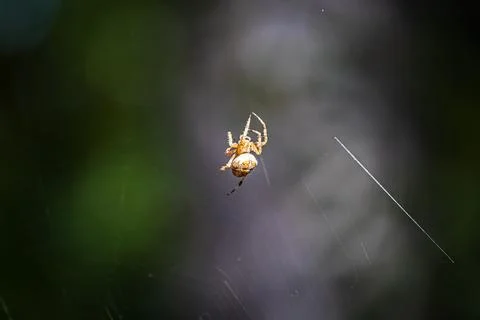 A forest spider spinning its web during the day Stock Photos