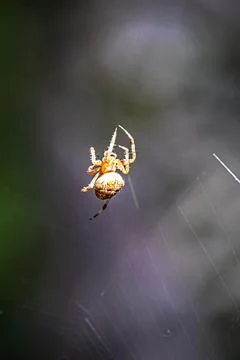 A forest spider spinning its web during the day Stock Photos