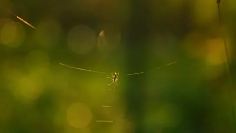 A forest spider is waiting for its prey in its woven web. Wildlife. Stock Footage 345653704