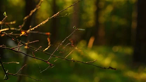 A forest spider is waiting for its prey in its woven web. Wildlife. Stock Footage 345653753