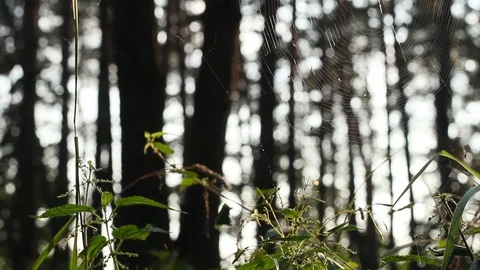 Forest, spider web Video stock 95842276