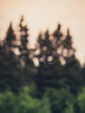 Forest Spider Web Stock Photos