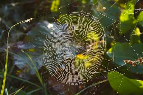 Forest spider web Stock Photos