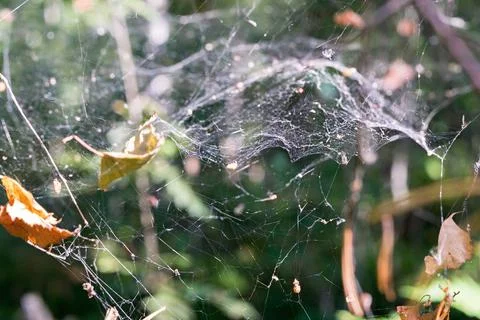 The forest spiderweb hangs in air space Stock Photos