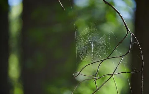 Forest Spiderweb Stock Photos
