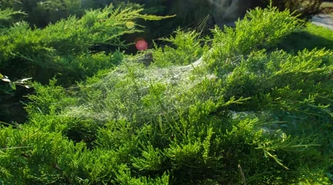 Forest spiderweb. Timelapse. Stock Footage 67628273