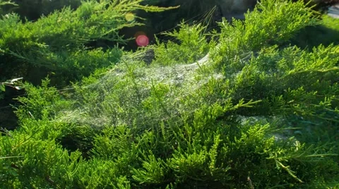 Forest spiderweb. Timelapse. Stock Footage 67628276