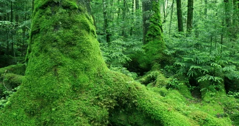 The Forest of Spirits in the Mossy White Horse Pond Stock Footage 332367047