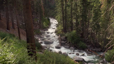 The Forest Split by a Winding River Stock Footage 251365368